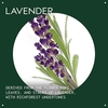 Product Lavender Essential Oil + Base For Body & Bath 30ml thumbnail image