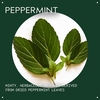 Product Peppermint Essential Oil + Base For Body & Bath 30ml thumbnail image