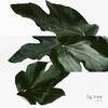 Product Un Jardin En Méditerranée Eau De Toilette 50ml thumbnail image