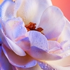 Product Les Légendaires - Idylle Eau De Parfum 75ml thumbnail image