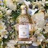 Product Aqua Allegoria Pera Granita Eau De Toilette 75ml thumbnail image
