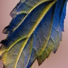 Product Les Légendaires - Mitsouko Eau De Parfum 75ml thumbnail image