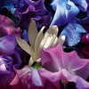 Product Absolus Allegoria Florabloom Eau De Parfum 125ml thumbnail image
