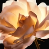 Product Dior Prestige La Crème Intensive Repairing Creme Texture Essentielle 50ml thumbnail image