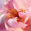 Product Miss Dior Eau De Parfum 50ml thumbnail image