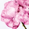 Product Miss Dior Comforting Body Milk With Rose Wax 175ml thumbnail image