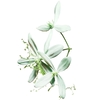 Product Cologne Eau De Toilette 100ml thumbnail image