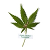 Product Bio Soothing Hemp Soothing & Restoring Gel-Cream 50ml thumbnail image