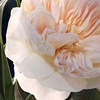 Product Chloé Eau De Parfum 50ml thumbnail image