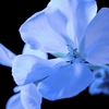 Product Y Eau de Parfum 60ml thumbnail image