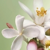 Product Paradoxe Virtual Flower Eau De Parfum - Refillable 50ml thumbnail image