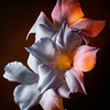 Product Libre Flowers & Flames Eau De Parfum Florale 30ml thumbnail image