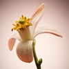 Product Boss The Scent For Her Parfum 30ml thumbnail image