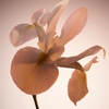 Product Boss The Scent Parfum 50ml thumbnail image