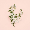 Product Bloom Ambrosia D' Oro Eau De Parfum 100ml thumbnail image