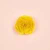 Product Bloom Ambrosia D' Oro Eau De Parfum 30ml thumbnail image