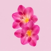 Product Fresia Di Lanzarote Foam Bath 500ml thumbnail image
