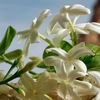 Product Q by Dolce & Gabbana Parfum 50ml thumbnail image
