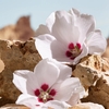 Product K by Dolce&Gabbana Elixir 50ml thumbnail image