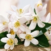 Product Devotion Eau De Parfum 50ml thumbnail image