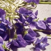 Product Dolce Violet Eau De Toilette 75ml thumbnail image