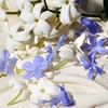 Product Dolce Blue Jasmine Eau De Parfum 75ml thumbnail image