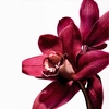 Product La Bomba Intensa Eau De Parfum - Refillable 50ml thumbnail image