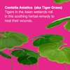 Product Cicapair™ Tiger Grass Camo Drops SPF35 30ml thumbnail image