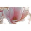 Product Beautiful Magnolia Eau de Parfum 100ml thumbnail image