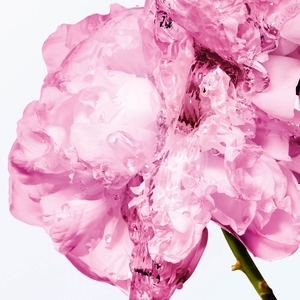 Miss Dior Comforting Body Milk With Rose Wax 175ml