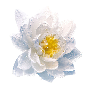 Eye & Lip Makeup Remover - Purifying Nymphéa-Infused Bi-Phase Makeup Remover 125ml