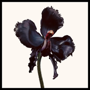 Black Orchid Reserve Parfum 50ml