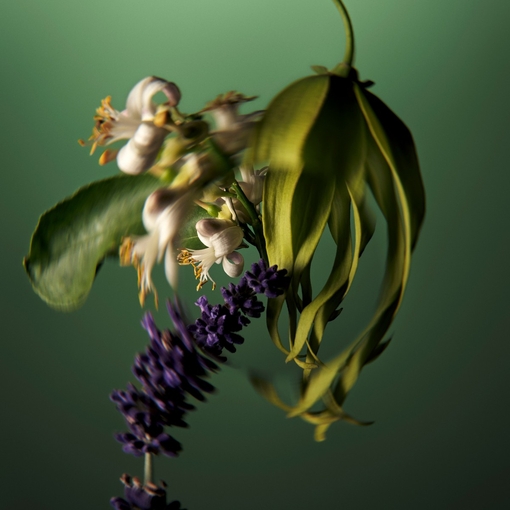 Product Miraculous Oil High-Shine Hair Concentrate 50ml base image