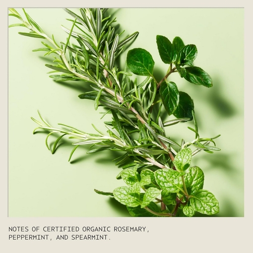 Product Light The Way™ Vegan Soy Wax Candle With Rosemary Mint Aroma 125g base image