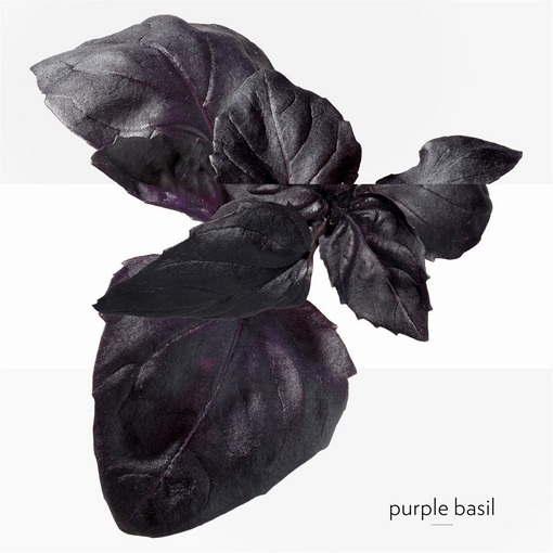 Product Eau De Basilic Pourpre Eau De Cologne 100ml base image