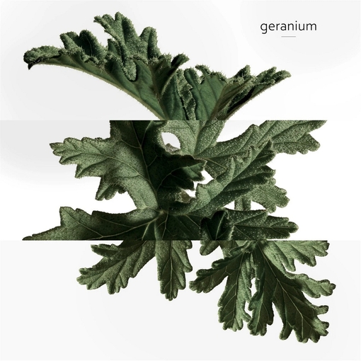 Product Eau De Basilic Pourpre Eau De Cologne - Refillable 50ml base image