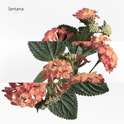 Product Eau De Rhubarbe Écarlate Eau De Cologne 200ml base image