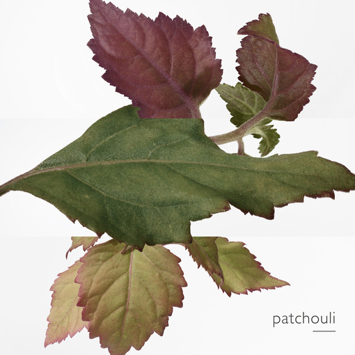 Product L'Ambre Des Merveilles Eau De Parfum 100ml base image