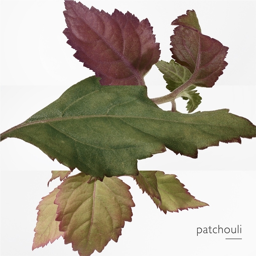 Product Concentré d'Orange Verte Eau De Toilette - Refillable 50ml base image