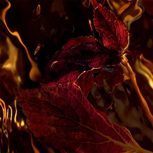 Product Absolus Allegoria Rose Amira Hair Mist 40ml base image