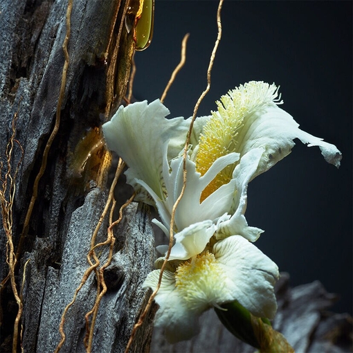 Product Vétiver De Guerlain Parfum 100ml base image