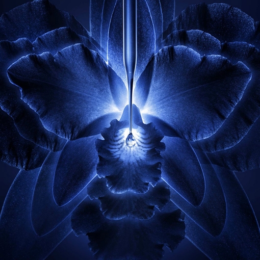 Product Orchidée Impériale The Cream Refill 50ml base image