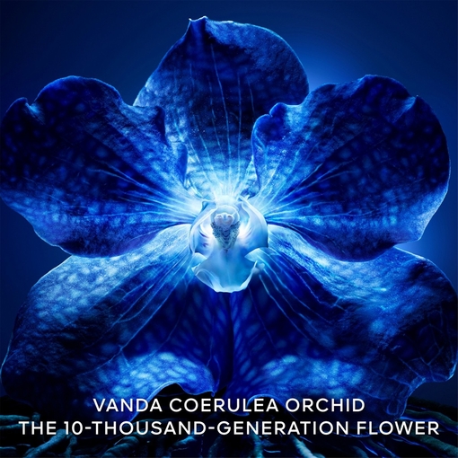 Product Orchidée Impériale The Longevity Light Cream - Refillable 50ml base image