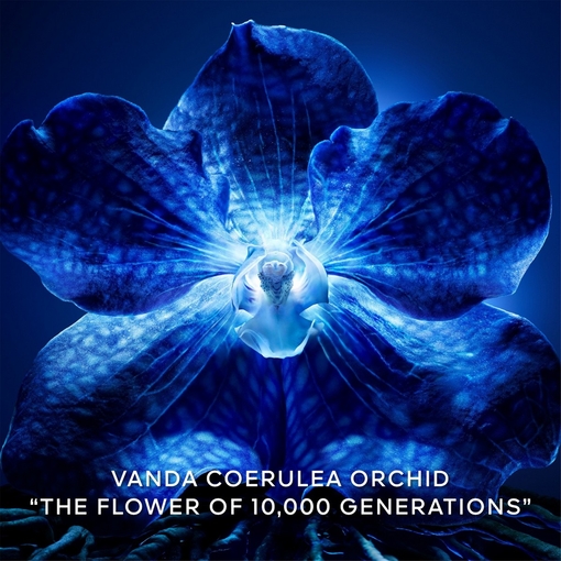 Product Orchidée Impériale The Longevity Concentrate - Refill 30ml base image