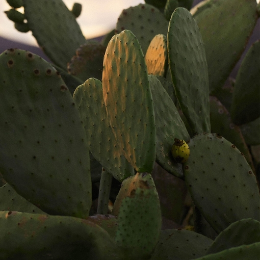 Product Sauvage Hydrating Shampoo 250ml base image