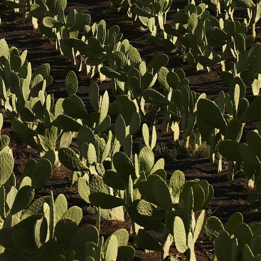 Product Sauvage Hydrating Shampoo 250ml base image