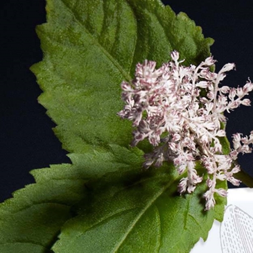 Product Collection Extraordinaire Patchouli Blanc Eau De Parfum 75ml base image