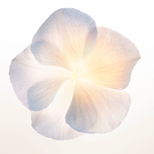 Product Narciso Eau De Parfum Poudrée 50ml base image