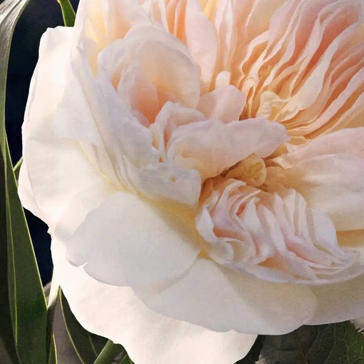 Product Chloé Eau De Parfum 50ml base image