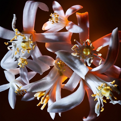 Product Libre Flowers & Flames Eau De Parfum Florale 30ml base image
